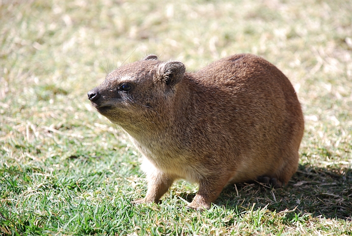 Neugieriger Rock Dassie