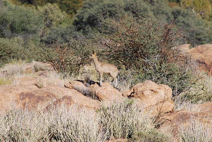 Klippspringer beim Parkausgang