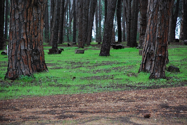 Auch im Mountain Breeze Caravan Park spriesst nun das Gras