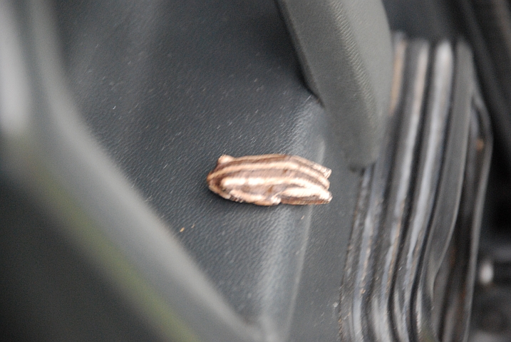 Selbst dieser kleine Frosch sucht bei dem Sauwetter den Schermen von Obelix