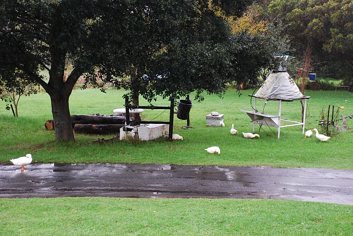 Isabellas “Entchen“ sind immer noch da