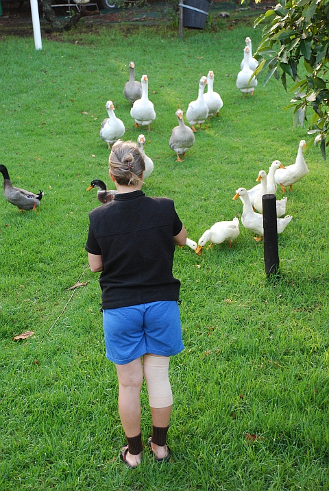 ...Enten und Gänse, alle besuchen Isabella