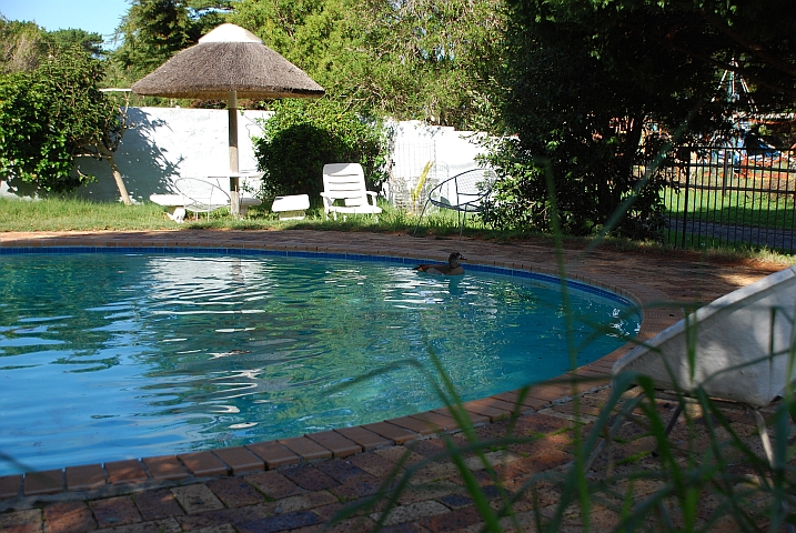 Im Winter gehört der Pool den Enten