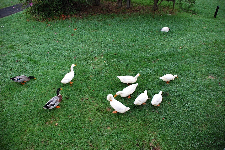 Ein letzter Besuch unserer Enten