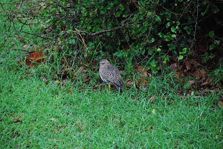 Auch dem Spotted Dikkop gefällt das Regenwetter nicht