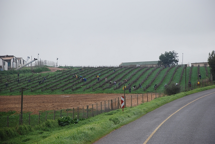 Rebenschneiden bei Paarl