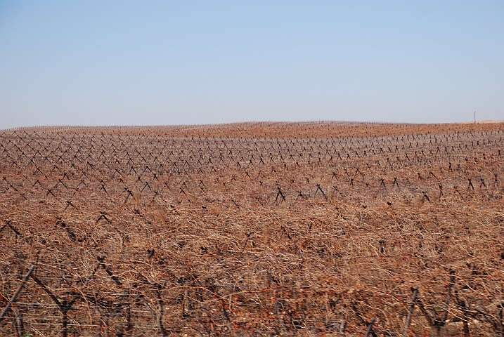 Reben soweit das Auge reicht, und diese müssen alle noch geschnitten werden...