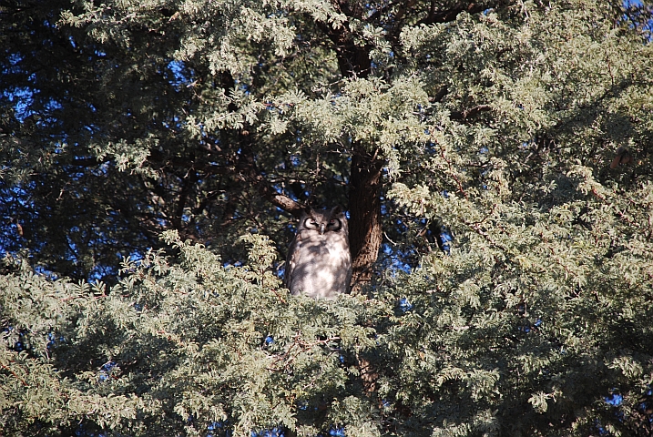 Selber Ort, selbe Zeit: Giant Eagle Owl