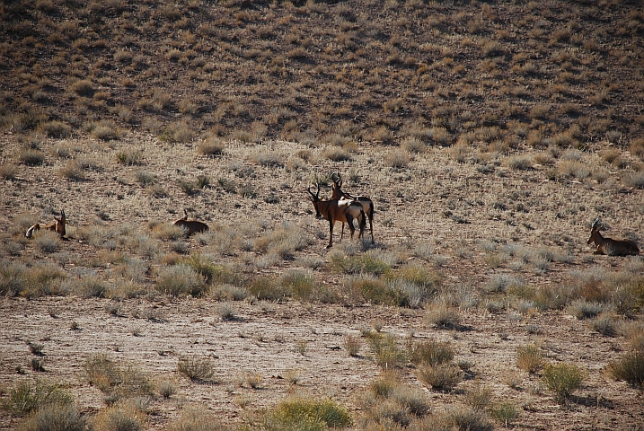 Die ersten Red Hartebeests