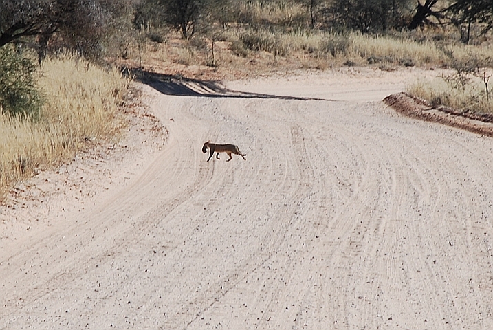 Afrikanische Wildkatze mit Beute 