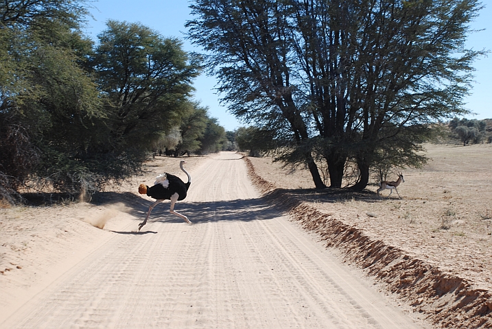 Herr Strauss hat’s eilig...