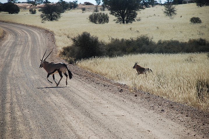 ... auch Mutter Oryx wetzt noch schnell mit ihrem Jungen über die Piste