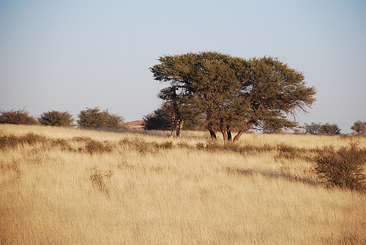 Eine der wenigen Griaffen im Park