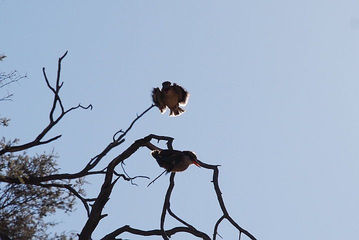 Striped Kingfishers in Aktion