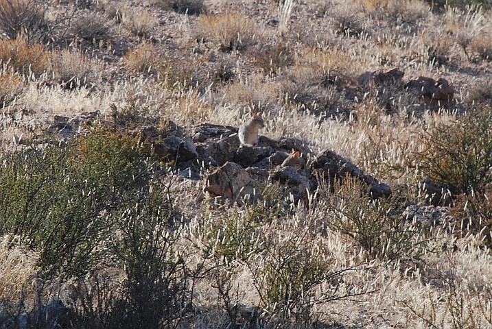 Noch mehr Afrikanische Wildkatzen