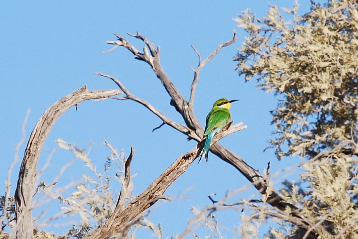 Swallow-tailed Bee-eater