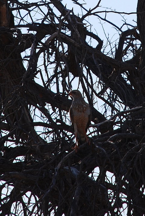 Junger Pale Chanting Goshawk