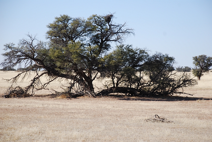 Baum im Auob Tal