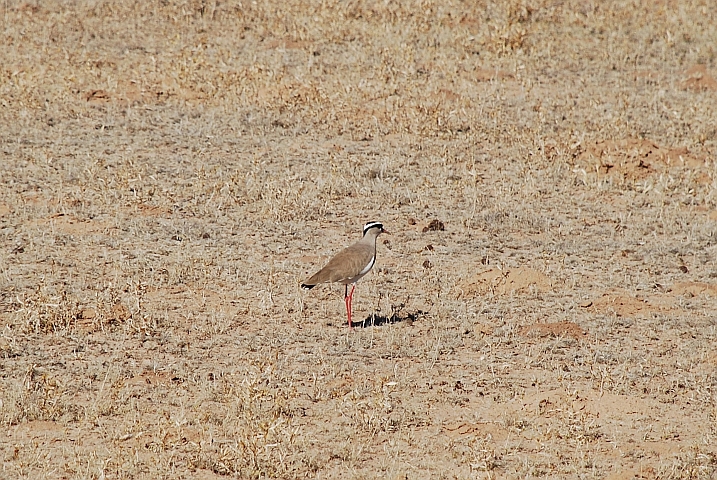 Crowned Plover