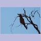 Purple Roller (Strichelracke)