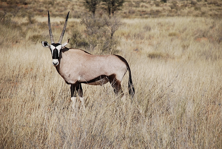 Gemsbok (Oryx)
