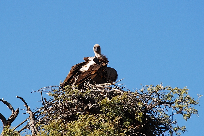 Whitebacked Vulture (Weissrückengeier)