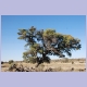 Geierhorst in der Nähe von Nossob im Kgalagadi Nationalpark