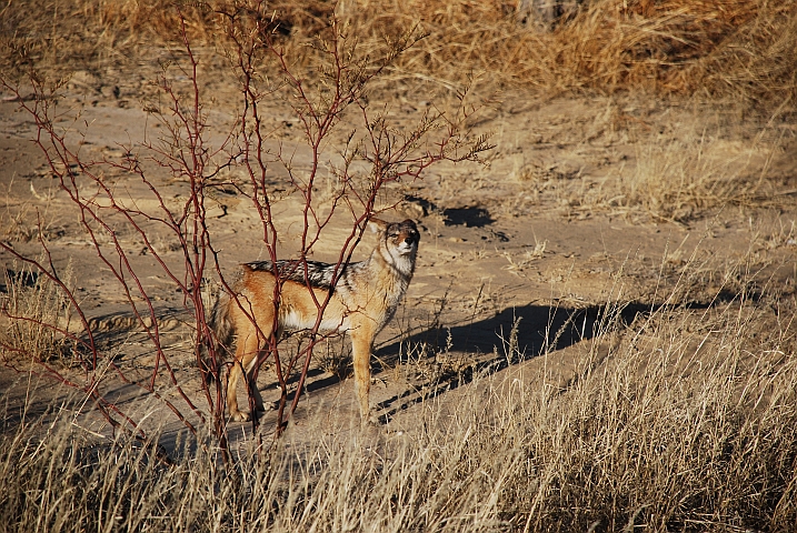 Gewitzter Black-backed Jackal (Schabrackenschakal)