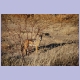 Gewitzter Black-backed Jackal (Schabrackenschakal)