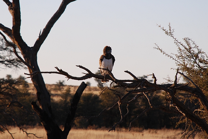 Black-chested Snake-Eagle (Schwarzbrust-Schlangenadler)