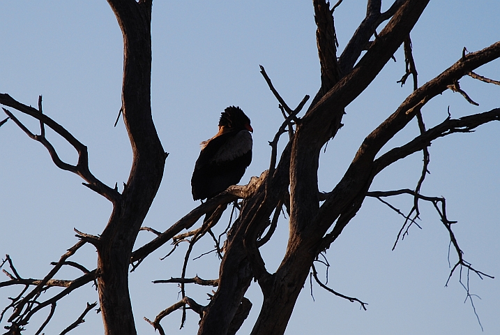 Ein Bateleur oder Gaukler