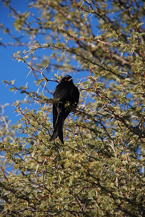 Fork-tailed Drongo (Trauerdrongo)
