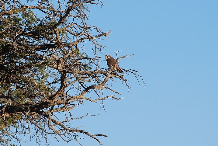 Junger Lanner Falcon
