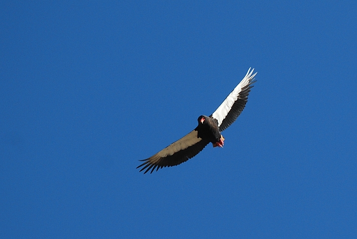 Bateleur (Gaukler)