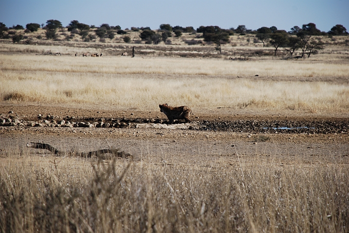 Die Hyäne am Wasserloch