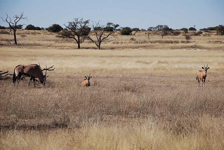 Oryx mit zwei Kälbern