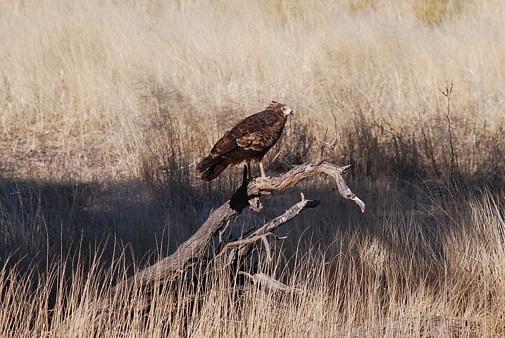 Eher selten zu sehen: Ein Gymnogene