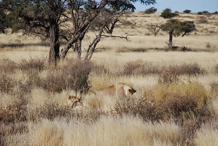 Das Löwenpaar beim Spielen