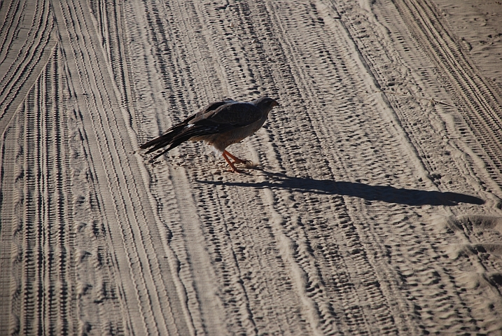 Dieser Pale Chanting Goshawk macht gleich einen Abflug