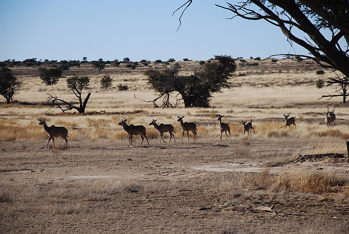Die einzigen Kudus, die wir im Kgalagadi Nationalpark sehen