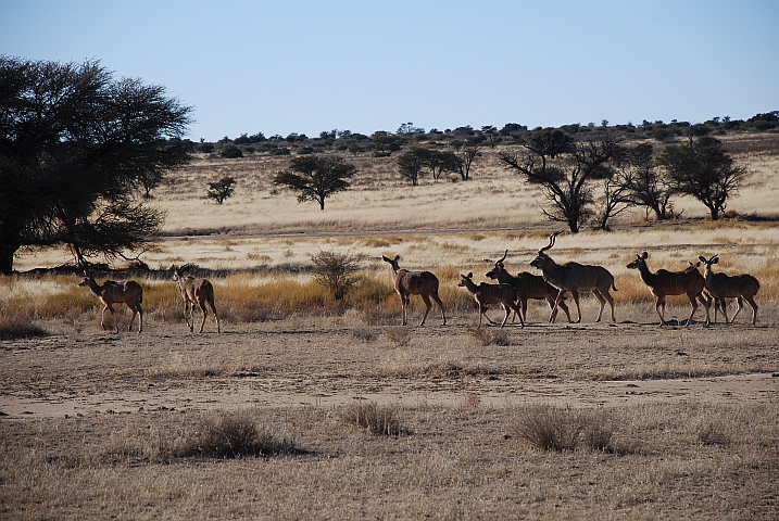 Wo kommen denn diese Kudus her?