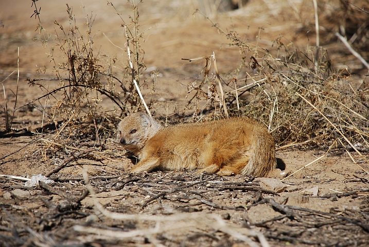 Yellow Mongoose (Fuchsmanguste)