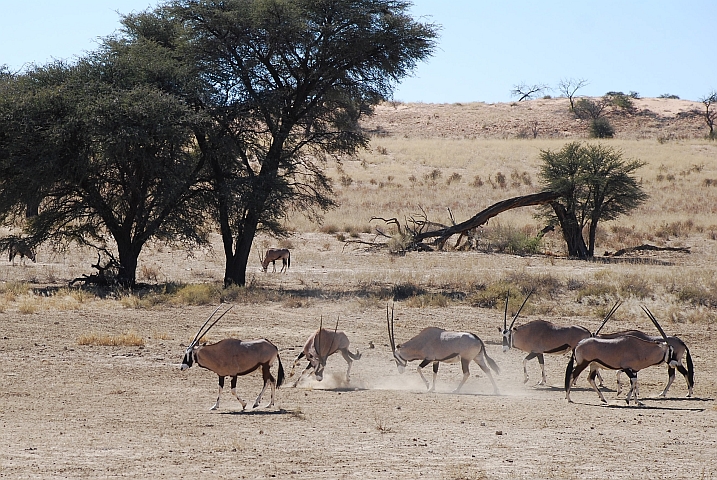 Oryx am Kämpfen: Spiel oder Ernst?