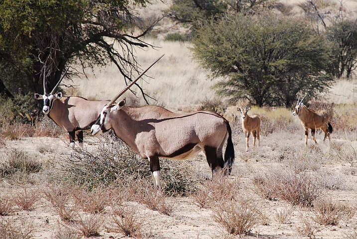 Oryx mit Nachwuchs