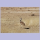 Kori Bustard (Riesentrappe)