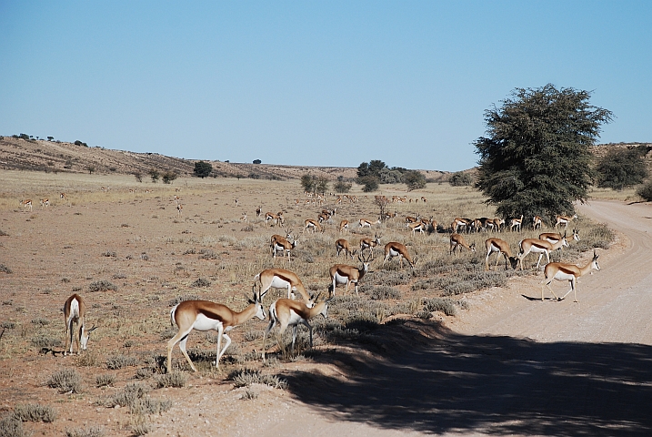 Springböcke im Auob Tal