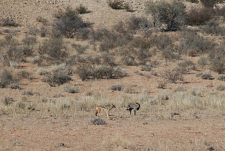 Schakal gegen Bat Eared Fox