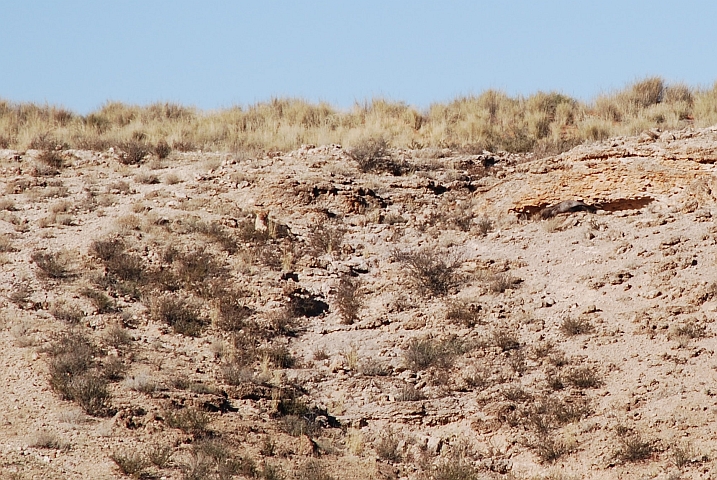 Löwin mit erbeutetem Gnu