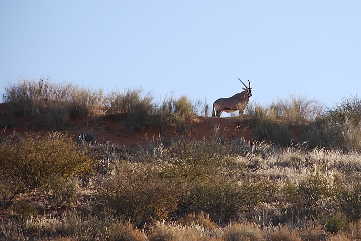 Gemsbok (Oryx) auf einer Kalahari-Düne