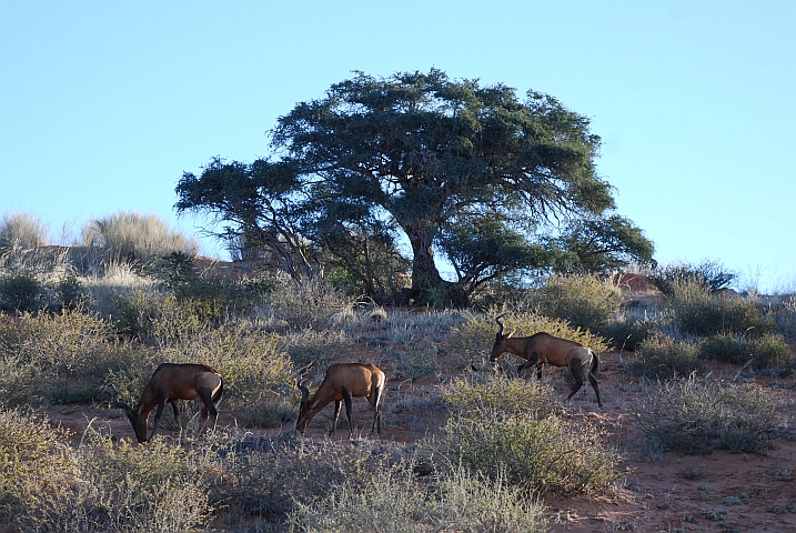 Red Hartebeest (Kuhantilopen)